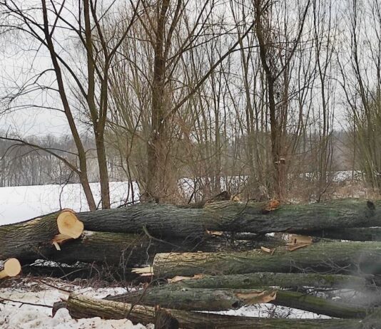 Przyłapany na kradzieży drewna. Grozi mu do 5 lat pozbawienia wolności