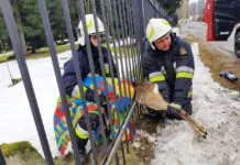 Ratują uwięzioną sarnę