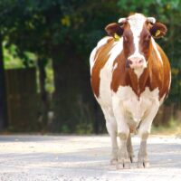 Produkty, które miały kontakt z wodą powodziową nie nadają się do spożycia