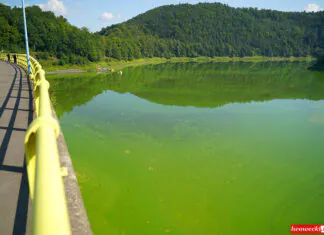 Jezioro Pilchowickie umiera. Wideo