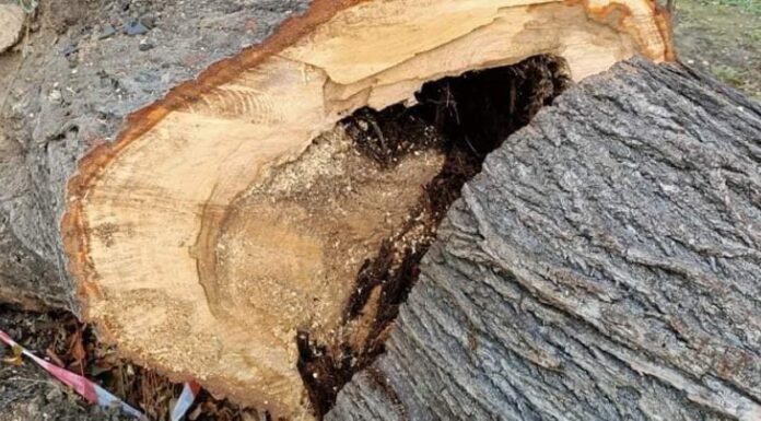 Lwówek Śląski: Ile jest chorych drzew w mieście?