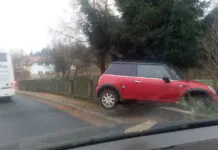 Mini wpadł do ogródka
