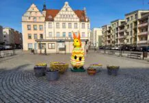 Zając na rynku w Lwówku Śląskim