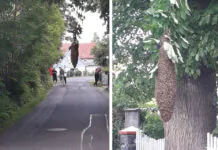 Olbrzymi rój pszczół nad drogą. Interweniowali strażacy