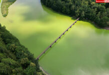 Jezioro Zlotnickie sinice i zielenice zakwit wody