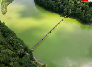Jezioro Zlotnickie sinice i zielenice zakwit wody
