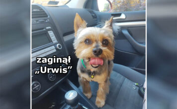 zaginal pies