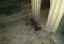 Dusił i uderzał swojego psa a w drugiej ręce trzymał siekierę
