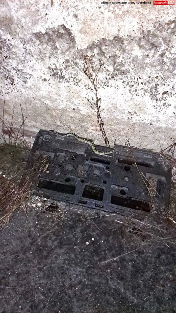 Pyton krolewski waz w Lwowku Slaskim 2 scaled