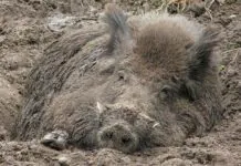 boar dzik