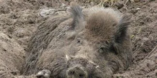 Ponad 2 tysiące dzików do odstrzału. Jest decyzja boar dzik