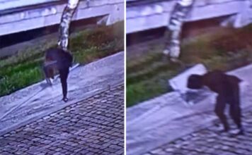 Niszczył znak. Nagrał go monitoring