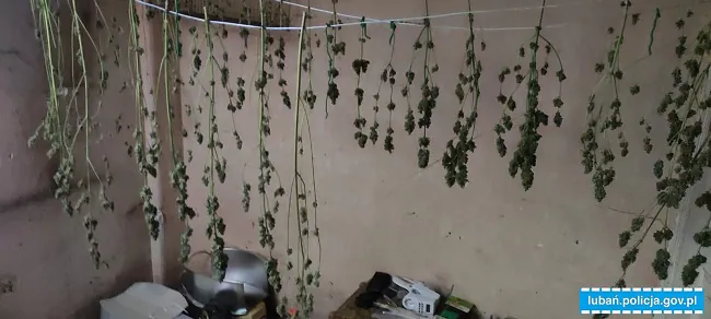 marihuana 2