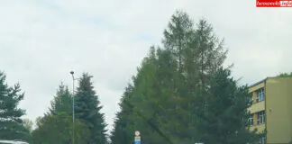 wycinka drzew Jana Pawłą II Lwówek Śląski szkoła 1