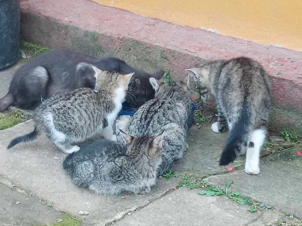 Lwóweckie koty Lwówek Śląski ogrody działkowe