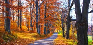 Klecza droga jesień Wleń