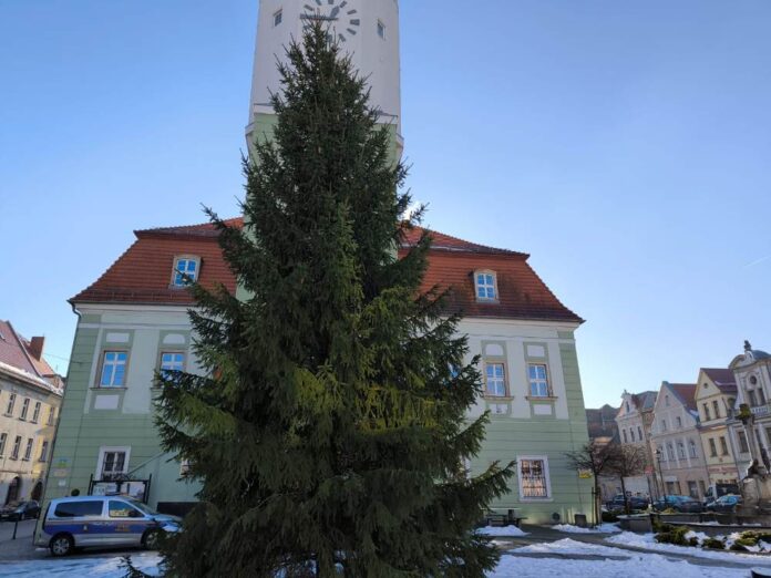 Choinka Gryfów Śląski 2025 5