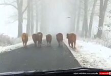 krowy na drodze