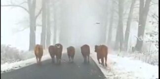 krowy na drodze