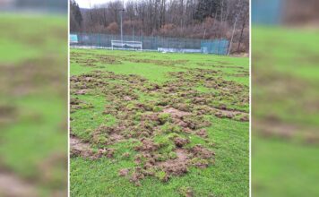 Nocne rozgrywki watahy izerskich dzików