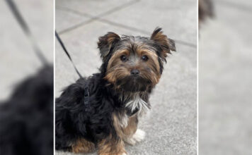 Lwówek Śląski: Zaginął pies