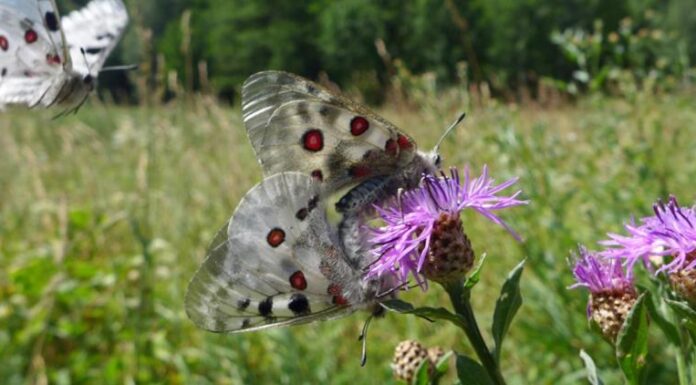 Niepylaki na wolności