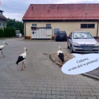 Bociany wybrały się na zakupy do marketu Dino