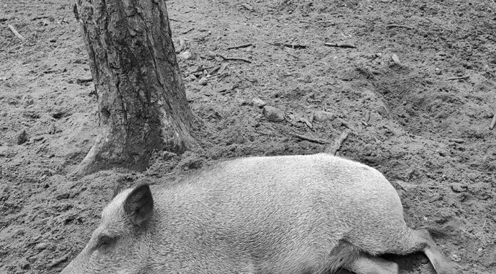 Dziki padają jak muchy. Kolejne ogniska ASF w powiecie