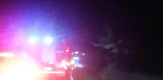 Kolizja z sarną na drodze wojewódzkiej