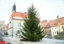 Lubomierski rynek przyozdobiła choinka