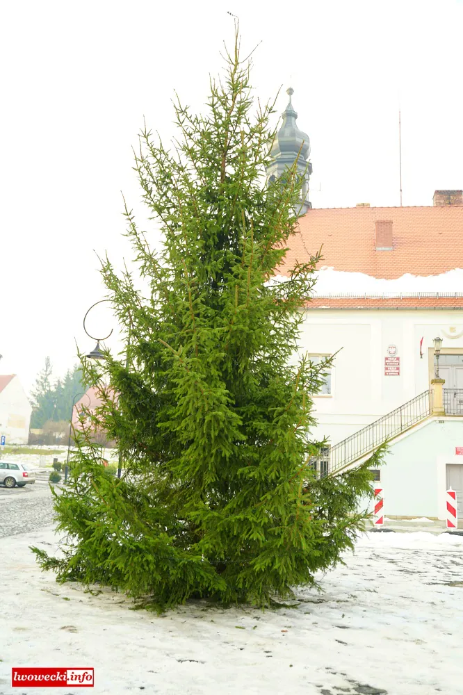 choinka lubomierz4