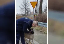 Policyjna interwencja w Lwówku Śląskim