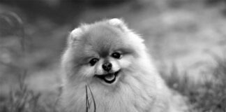 Zagryziony szpic miniaturowy. Policja kieruje sprawę do sądu