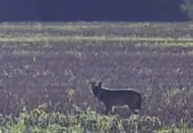 Wilki widziane w pobliżu domów