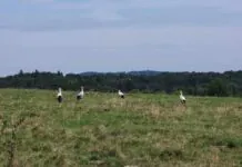 Żegnamy bociany
