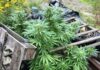 Marihuana