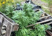 Policja zatrzymała trzy osoby za handel narkotykami. Zabezpieczono marihuanę, metamfetaminę i broń. Marihuana