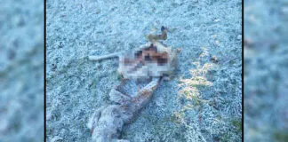 Sarna zagryziona najprawdopodobniej przez wilki