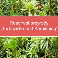 „Torfowisko pod Kamienicą” rezerwatem przyrody