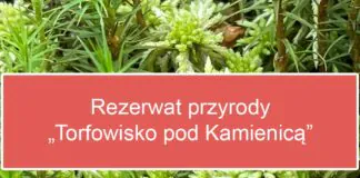 „Torfowisko pod Kamienicą” rezerwatem przyrody