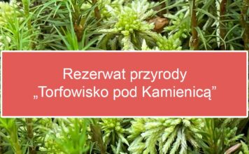 „Torfowisko pod Kamienicą” rezerwatem przyrody