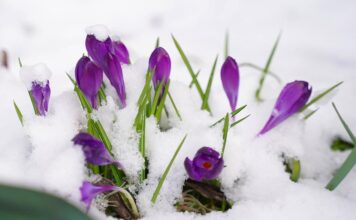 Ostrzeżenia meteorologiczne: deszcz i śnieg w regionie