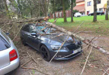 Drzewo spadło na Skodę
