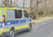 Potrącony dzik nie przeżył