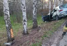 Kierowca Alfy rozbił się na drzewie