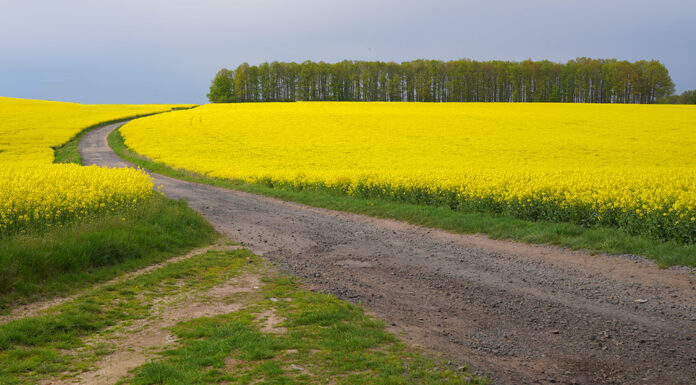 Tej drogi dziś już prawie nie ma. Wkrótce zostanie odbudowana
