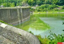 Pilchowice jezioro sinice karkonosze zielenice 09