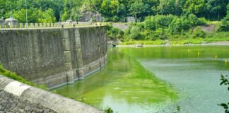 Pilchowice jezioro sinice karkonosze zielenice 09