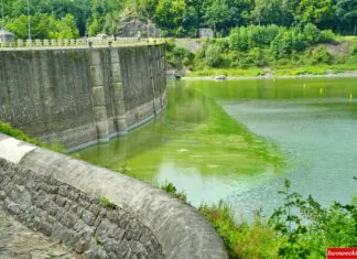 Toksyczna atrakcja Dolnego Śląska. Jezioro Pilchowickie umiera. WIDEO Pilchowice jezioro sinice karkonosze zielenice 09