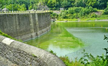 Pilchowice jezioro sinice karkonosze zielenice 09